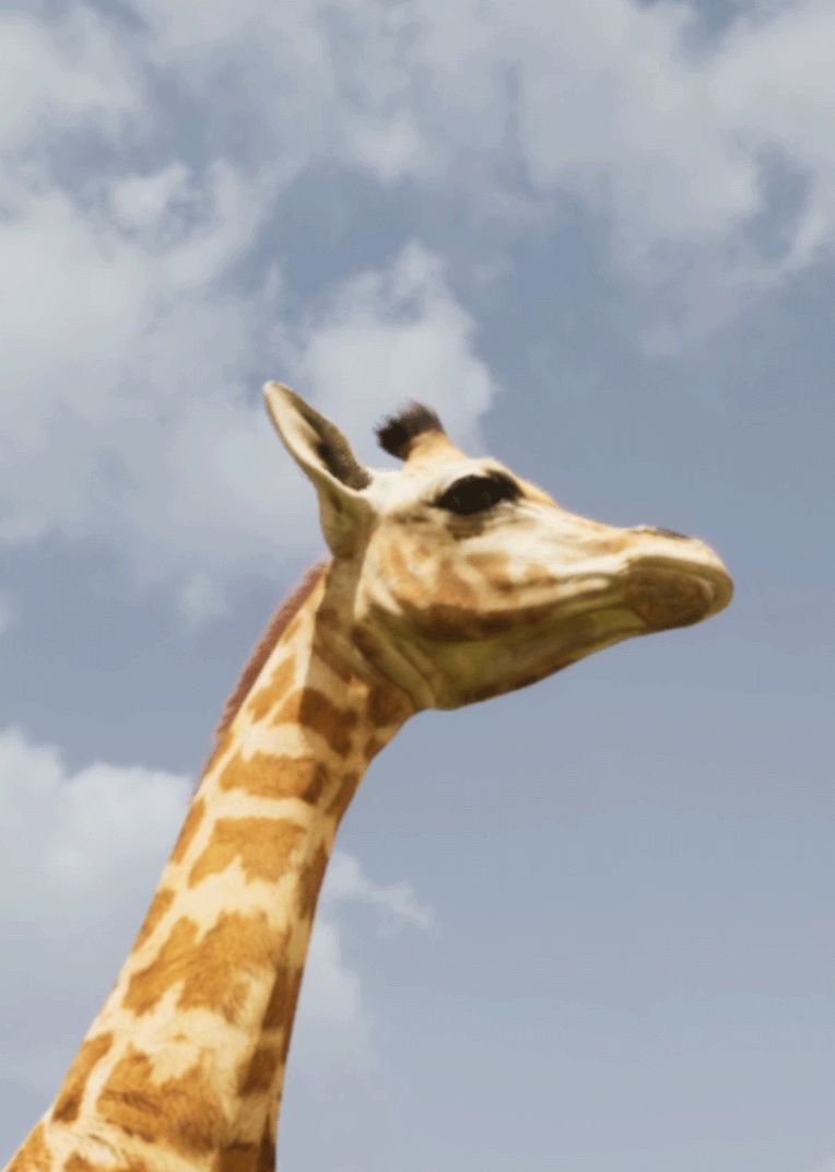 3d Animation Animal Giraffe