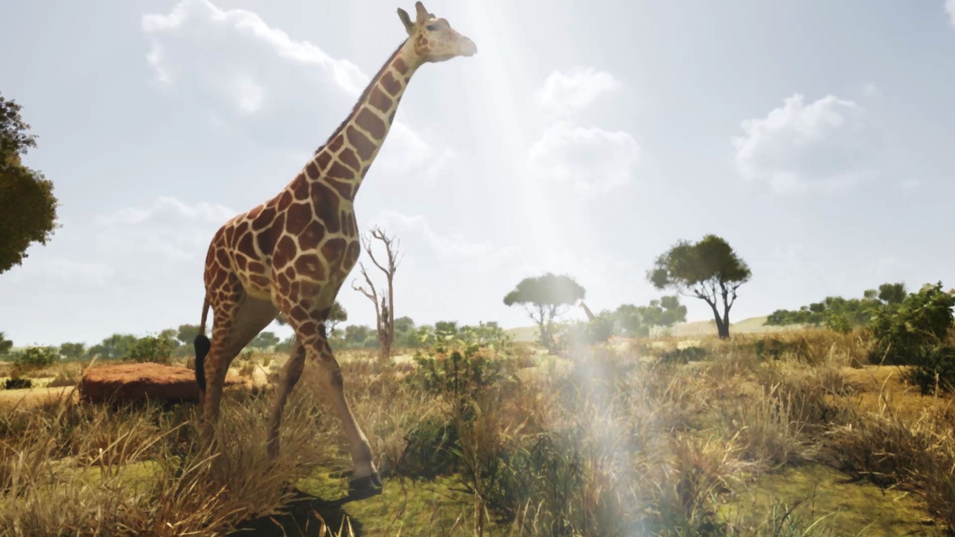Giraffe Zoo Of The Future Encounter
