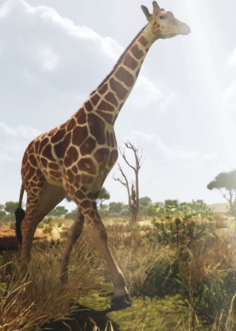 Giraffe Gaia Zoo Of The Future