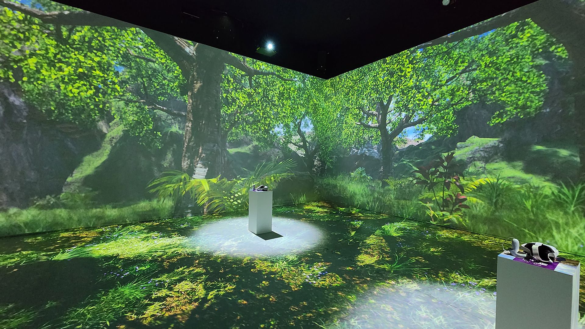 Immersive Room Forest